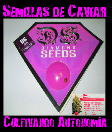 Skunk Feminizada  1 x $4.500